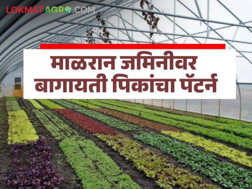 A young man did a unique experiment, 'Pattern' of horticultural crops on Malran land. | तरुणाने केला अनोखा प्रयोग,माळरान जमिनीवर बागायती पिकांचा 'पॅटर्न'