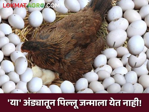 Eggs This does not give birth puppy Eggs for chicks are different What would be the reason? | Eggs : 'या' अंड्यातून पिल्लू जन्माला येत नाही! पिल्ल्यांसाठीचे अंडे वेगळेच; काय असेल कारण?