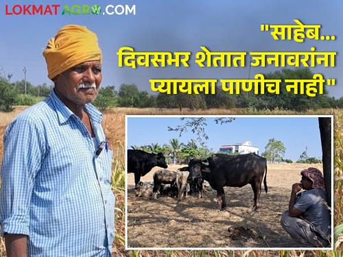 Satara suffers from drought in winter Severe water shortage farmer crop damage | साताऱ्यात हिवाळ्यातच दुष्काळाच्या झळा; पाण्याची भीषण टंचाई