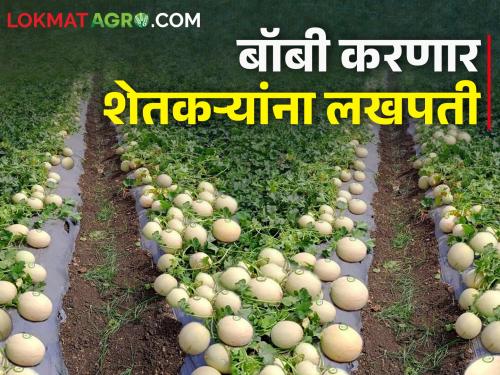 'Bobby' planted in one acre, lakhs of rupees to the farmer who will cultivate melon | एका एकरात लगडली 'बॉबी', खरबूजाची लागवड करणार शेतकऱ्याला लखपती