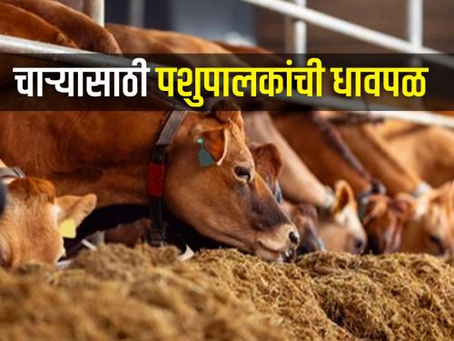 Cattle farmers wandering wild for fodder, shortages hit the milk business | चाऱ्यासाठी पशुपालकांची वणवण भटकंती, टंचाईची झळ त्यात दुध व्यवसायाला फटका