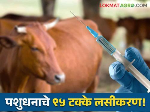 Animal Vaccination 95% of animal vaccinations for prevention of diseases such as Lactobacillus, PPR, LSD are completed by Animal Husbandry | Animal Vaccination : जनावरांच्या लाखखूरकुत, PPR, LSD रोगांच्या प्रतिबंधासाठी ९५ टक्के लसीकरण 'पशुसंवर्धन'कडून पूर्ण