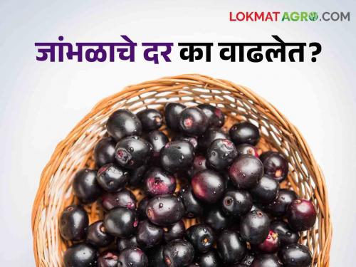 The Jamun price higher like Hapus! Why the Jamun increased price? | जांभळाला आला हापूसचा भाव!, का वाढलेत दर?