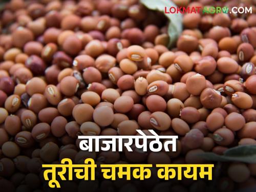 Mustard rose in the market, the highest price per quintal was fetched in these market committees today | बाजारपेठेत तूरीची चमक वाढली, क्विंटलमागे आज या बाजारसमितींमध्ये मिळतोय सर्वाधिक भाव