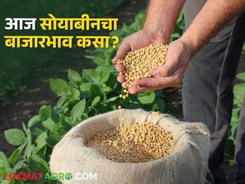Soybean Market: Inflow of 11 thousand 743 quintals of soybeans in the state, prices are getting | Soybean Market: राज्यात ११ हजार ७४३ क्विंटल सोयाबीनची आवक, मिळतोय असा भाव