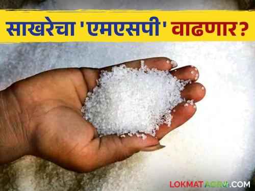 MSP of sugar will increase maharashtra sugarcane farmers sugar factories Union Minister amit shah increase sugar msp rate | मोठी बातमी! केंद्रीय सहकारमंत्र्यांनी दिले साखरेचा एमएसपी वाढण्याचे आश्वासन; उसाला मिळणार चांगला दर