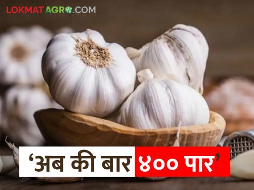 Dry garlic 450 to 500 Rs. Kilo! What are the reasons for the increase in garlic prices? | कोरडा लसूण ४५० ते ५०० रु. किलो! लसणाच्या किमती वाढण्याची कारणं काय?