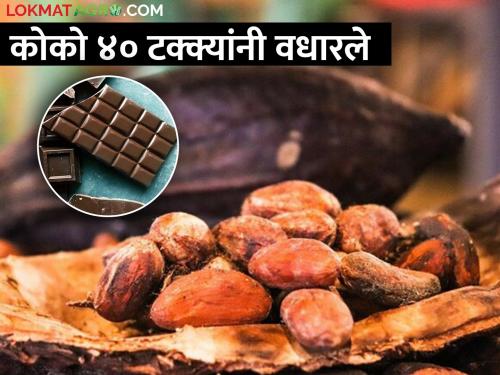 Cocoa 40 percent more expensive, production reduced due to adverse weather conditions | कोको ४० टक्के महाग, प्रतिकूल हवामानामुळे उत्पादनात घट