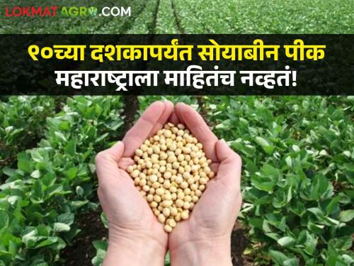 Soybean Crop How Soybean Crop became the most important crop in the state in the 90s unknown to Maharashtra | Soybean Crop : ९० च्या दशकात महाराष्ट्राला माहिती नसलेले सोयाबीन पीक कसे बनले सर्वांत महत्त्वाचे पीक