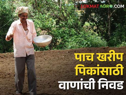 Kharif sowing: As Kharif season begins, select these varieties for 5 crops including cotton | Kharif sowing: खरीप हंगामाला होतेय सुरुवात, कापसासह ५ पिकांसाठी करा या वाणांची निवड