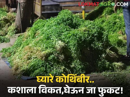 No uprising due to increase in income, time for farmers to throw coriander on the streets | आवक वाढल्याने उठाव नाही, कोथिंबीर रस्त्यावर फेकण्याची शेतकऱ्यांवर वेळ