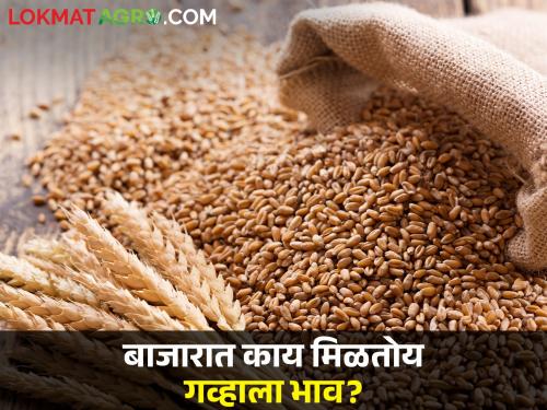 Harvesting of wheat will start, what is the current market price? | गव्हाच्या काढणीला होणार सुरुवात, सध्या काय मिळतोय बाजारभाव?