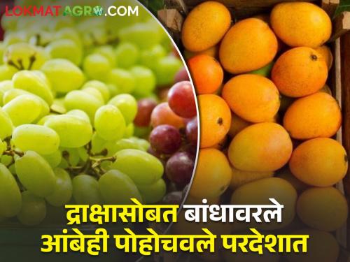 Along with the grapes, the mangoes on the dam were also delivered abroad and won the government award | द्राक्षासोबत बांधावरचे आंबेही पोहोचविले विदेशात अन् पटकावला शासनाचा पुरस्कार