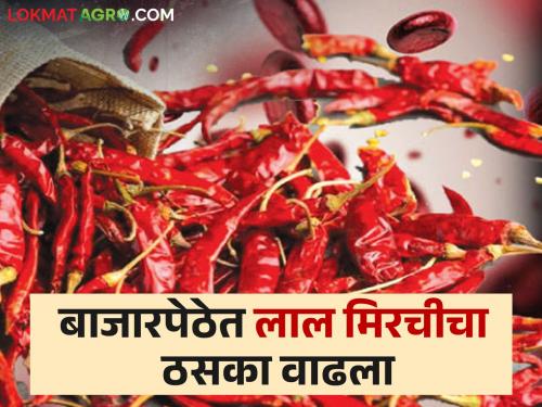 Red chillies have increased in market, this year 1500 quintals inflow in two months | बाजारपेठेत लाल मिरचीचर ठसका वाढला,यंदा दोन महिन्यांतच १५०० क्विंटल आवक