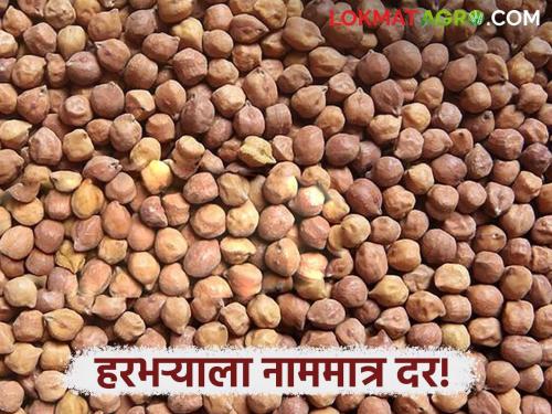 Harbhara Rates Stored gram prices are at a nominal price, farmers' problems have increased | Harbhara Rates : साठवणूक केलेल्या हरभऱ्याला नामामात्र भाव, शेतकऱ्यांच्या अडचणी वाढल्या 