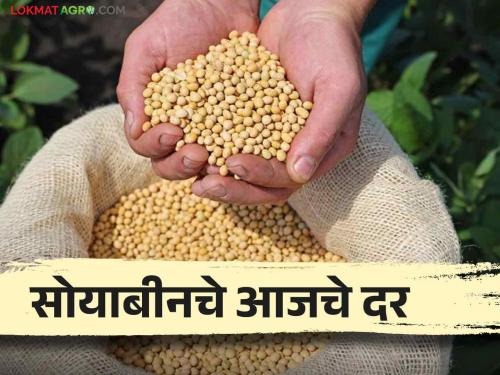 Soybean Rates Today Soybean arrival in these 3 market committees today How much did you get? | Soybean Rates Today : आज 'या' ३ बाजार समित्यांत झाली सोयाबीनची आवक! किती मिळाला दर?