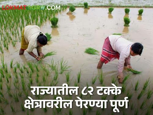 Maharashtra Cultivation 82 percent of the state has sowing completed monsoon rain farmer | Maharashtra Cultivation : राज्यातील ८२ टक्के क्षेत्रावर झाल्या पेरण्या; कोणता विभाग पेरण्यांत पुढे?