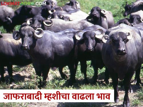 Jafarabadi dairy buffalo price incresed in the market, what has increased the prices? | जाफराबादी दुभत्या म्हशींचा तोरा वाढला, कशाने वाढल्यात किमती?