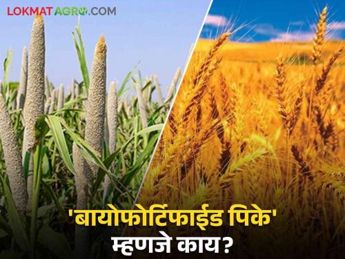 Biofortified Crops: What is Biofortified Crops? What does it have to do with malnutrition, poverty? | Biofortified Crops : बायोफोर्टिफाईड पिके म्हणजे काय? त्याचा शेतकऱ्यांना कसा लाभ होतोय