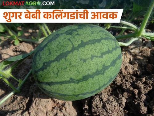 Sugar baby watermelon started to come in the market, how to grow this fruit? | शुगर बेबी कलिंगडे बाजारात येण्यास सुरुवात, कसं वाढवतात या फळाला?