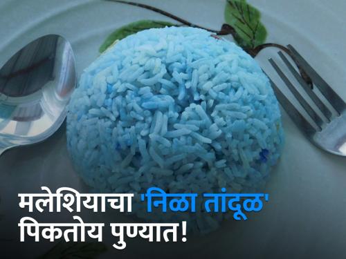 Blue rice from Thailand, Malaysia is grown in Kolwan Valley | पुण्याच्या कोळवण खोऱ्यात पिकवला जातोय थायलंड, मलेशियाचा 'निळा तांदूळ'