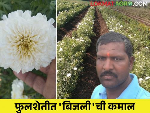 Bijli flowers have done the maximum, this farmer is earning good income in 10 bunches, see what experiments have been done.. | बिजली फुलांनी केली कमाल, १० गुंठ्यात या शेतकऱ्याची भरभक्कम कमाई , पहा काय केलाय प्रयोग..