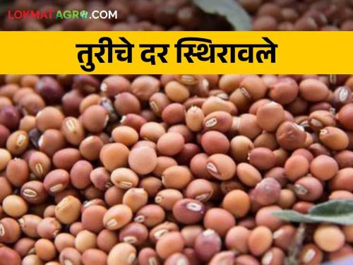 Tur Market: Tur prices stabilized, per quintal at Rs.. | Tur Market: तूरीचे दर स्थिरावले, दर आले प्रतिक्विंटल इतक्या रुपयांवर