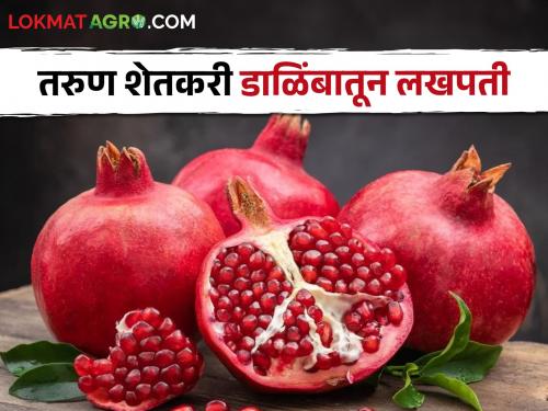 Pomegranate planted in an acre field, young farmer became a millionaire, received in the first harvest... | एकरभर शेतात लावले डाळिंब, तरुण शेतकरी झाला लखपती, पहिल्या तोडणीतच मिळाले...