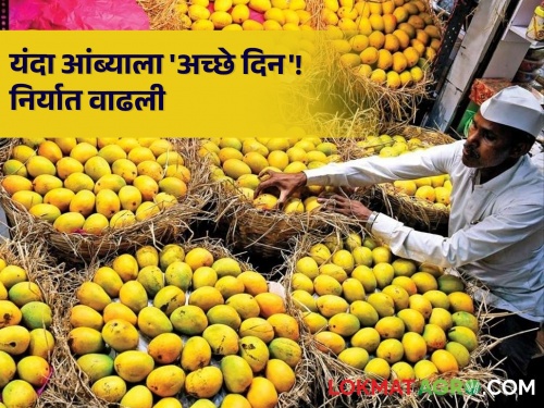 mango producer farmer this year export grow hapus keshar payari totapuri mango | आंबा निर्यातीत वाढ! उत्पादन वाढले उत्पादकांसाठी यंदा 'अच्छे दिन'