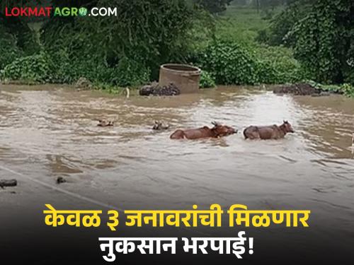 Marathwada Flood: Over 57 thousand livestock lost in the state! Compensation criteria at the farmers' fingertips | Marathwada Flood : राज्यात ५७ हजारांवर पशुधनाचे नुकसान! नुकसान भरपाईचे निकष शेतकऱ्यांच्या मुळाशी