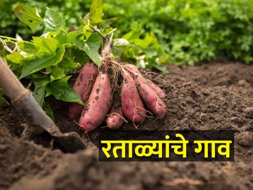 By selling sweet potatoes, this village made a turnover of crores | रताळे विकत या गावाने केली कोट्यवधींची उलाढाल