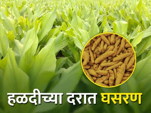 The price of turmeric fell by 4 thousand | हळदीचा दर ४ हजारांनी घसरला, गणपतीनंतर पुन्हा वाढण्याची शक्यता