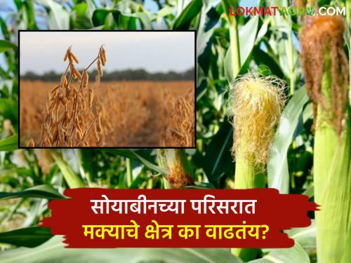 Farmers turn to soybeans due to dairy and poultry! The amount of maize cultivation began to increase | Maize Farming : दूग्धव्यवसाय अन् पोल्ट्रीमुळे सोयाबीन उत्पादकांचा मका लागवडीकडे वाढला कल