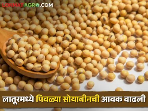 Soybean: Highest arrival of yellow soybeans in Latur today, what is the price? | Soybean: लातूरमध्ये पिवळ्या सोयाबीनची आज सर्वाधिक आवक, काय मिळतोय भाव?
