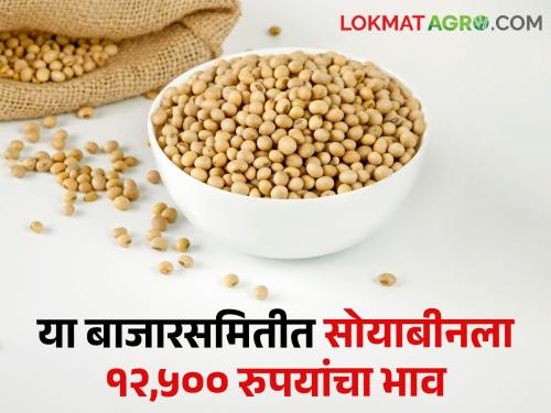 Soybean Market: The price of soybeans is Rs 12500 per quintal in this market committee! What is the state of the state? | Soybean Market: या बाजारसमितीत सोयाबीनला क्विंटलमागे सर्वाधिक भाव! राज्यात कुठे काय स्थिती?