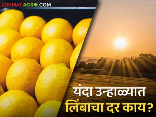 The heat of summer has increased, what is the price of lemon? | उन्हाचा चटका वाढलाय, लिंबाला काय मिळतोय भाव?