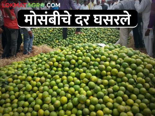 Why has the Mosambi market is down? Turnover decreased by about 50 percent | मोसंबी बाजार का थंडावलाय? सुमारे ५० टक्के उलाढाल घटली