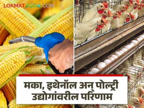 Maize: Growing demand for corn ethanol! Impact on poultry and starch industries | Maize : मक्याची इथेनॉलसाठी वाढती मागणी! पोल्ट्री व स्टार्च उद्योगांवर परिणाम