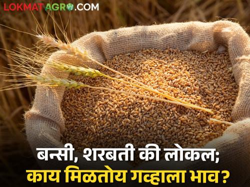 Wheat market: Large influx of Bansi, local and sharbati wheat in the state, what is the price per quintal? | wheat market: राज्यात बन्सी, लोकलसह शरबती गव्हाची मोठी आवक, काय मिळतोय क्विंटलमागे भाव?