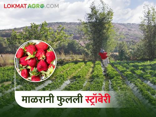 Malrani flowered a strawberry field in 12 bunches, took an intercrop of dragon fruit! This farmer is earning millions | माळरानावर फुलवला स्ट्रॉबेरीचा मळा, आंतरपीक घेतलं ड्रॅगन फ्रूटचं! हा शेतकरी कमावतोय लाखो