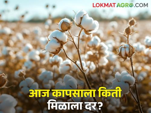 maharashtra agriculture farmer todays cotton rates market yard market price | कापसाला आज किती मिळाला दर? जाणून घ्या सविस्तर