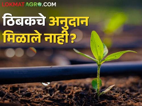 Dropped in but still haven't received a grant? Don't be afraid! Read in detail | ठिबक केलंय पण अद्याप अनुदान मिळालं नाही? घाबरू नका! वाचा सविस्तर