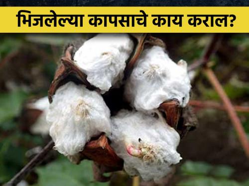 Untimely rain soaked the cotton in Shivarat? What should farmers do? | अवकाळी पावसाने शिवारातला कापूस भिजलाय? शेतकऱ्यांनी काय करावे?