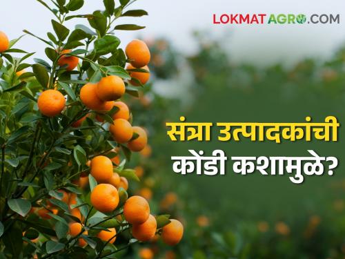 What caused the dilemma of orange growers in Maharashtra, the hanging sword of loss? | महाराष्ट्रातील संत्री उत्पादकांची कोंडी, नुकसानाची टांगती तलवार डोक्यावर कशामुळे?