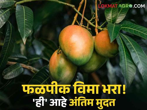 Crop Insurance Farmers Apply for crop insurance in Ambia Bahar 'This' is the deadline | Crop Insurance : शेतकऱ्यांनो...! आंबिया बहरातील फळपीक विम्यासाठी अर्ज करा; 'ही' आहे अंतिम मुदत