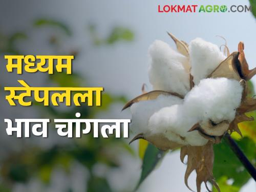 Chhatrapati Sambhajinagar saw the highest price for medium staple cotton today | छत्रपती संभाजीनगरमध्ये मध्यम स्टेपल कापसाला आज सर्वाधिक भाव