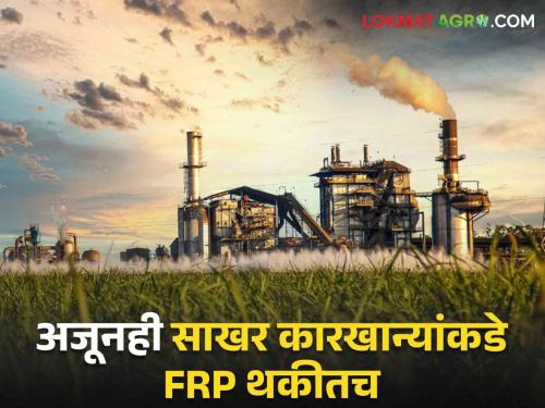 Sugarcane FRP farmer sugarcane factory Even after two and a half months have passed since the end of the sugar mills, the FRP is due | Sugarcane FRP : गाळप संपून अडीच महिने उलटले तरी साखर कारखान्यांकडे एफआरपी थकीतच!