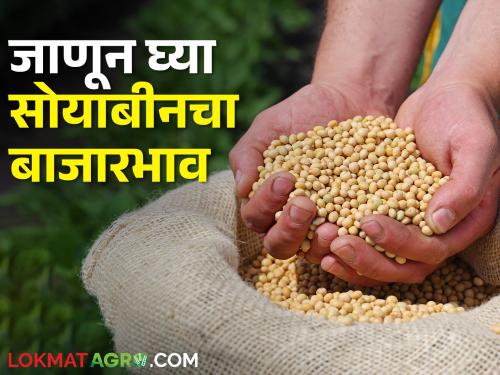 Soybean Market: Beer Soybean arrival in various market committees today, what is the price? | Soybean Market: आज विविध बाजारसमितीमध्ये बिअर सोयाबीनची आवक, काय मिळतोय भाव?