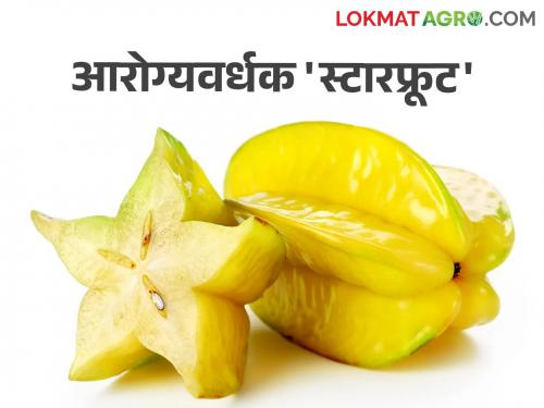 Healthy Starfruit : A healthy starfruit packed with various nutrients | Healthy Starfruit : विविध पोषणतत्वांनी परिपूर्ण असलेले आरोग्यवर्धक स्टारफ्रूट