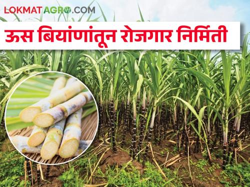 Sugarcane seed plantation business will provide new employment opportunities | ऊस बियाणांची रोपे तयार करण्याचा व्यवसाय देणार रोजगाराच्या नव्या संधी